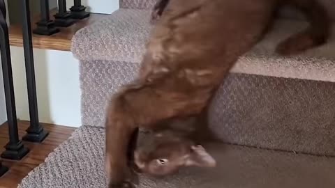 Just Cats – Pure Feline Fun and Wholesome Reactions!