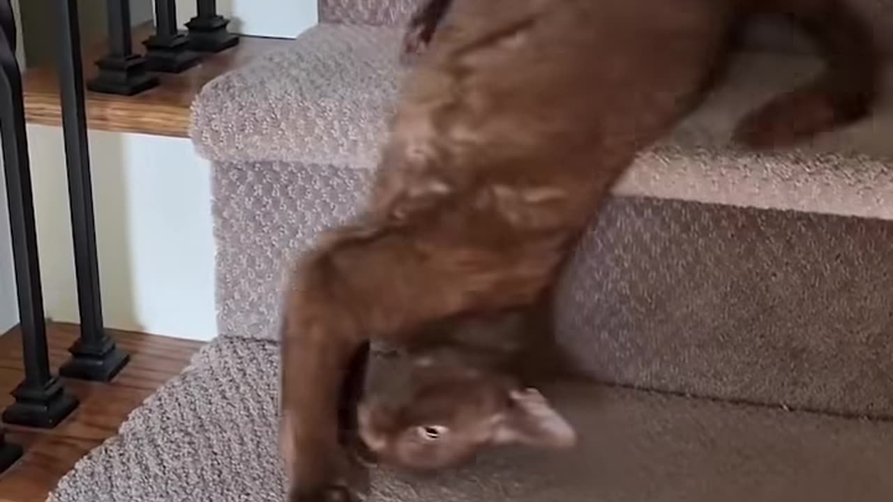 Just Cats – Pure Feline Fun and Wholesome Reactions!
