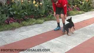 Puppy getting Obedience training in public