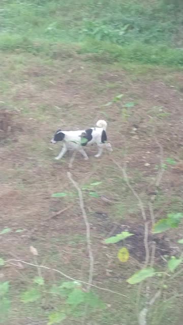 Countryside Dog in the Open Field | Peaceful Rural Life