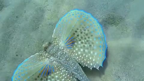 🤯✨ Discover the Flying Gurnard's Stunning Colors! | FeedMyCuriosity