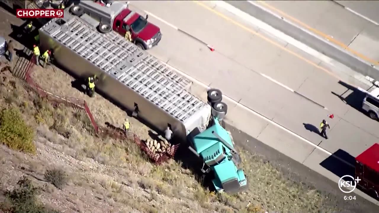 Semi rolls in Provo, killing multiple sheep