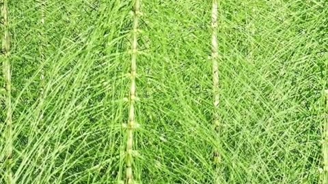 Common Horsetail Is Amazing for Infusions