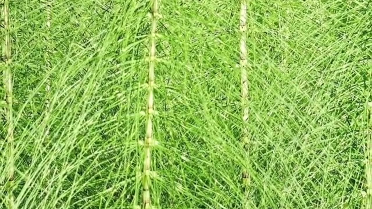 Common Horsetail Is Amazing for Infusions