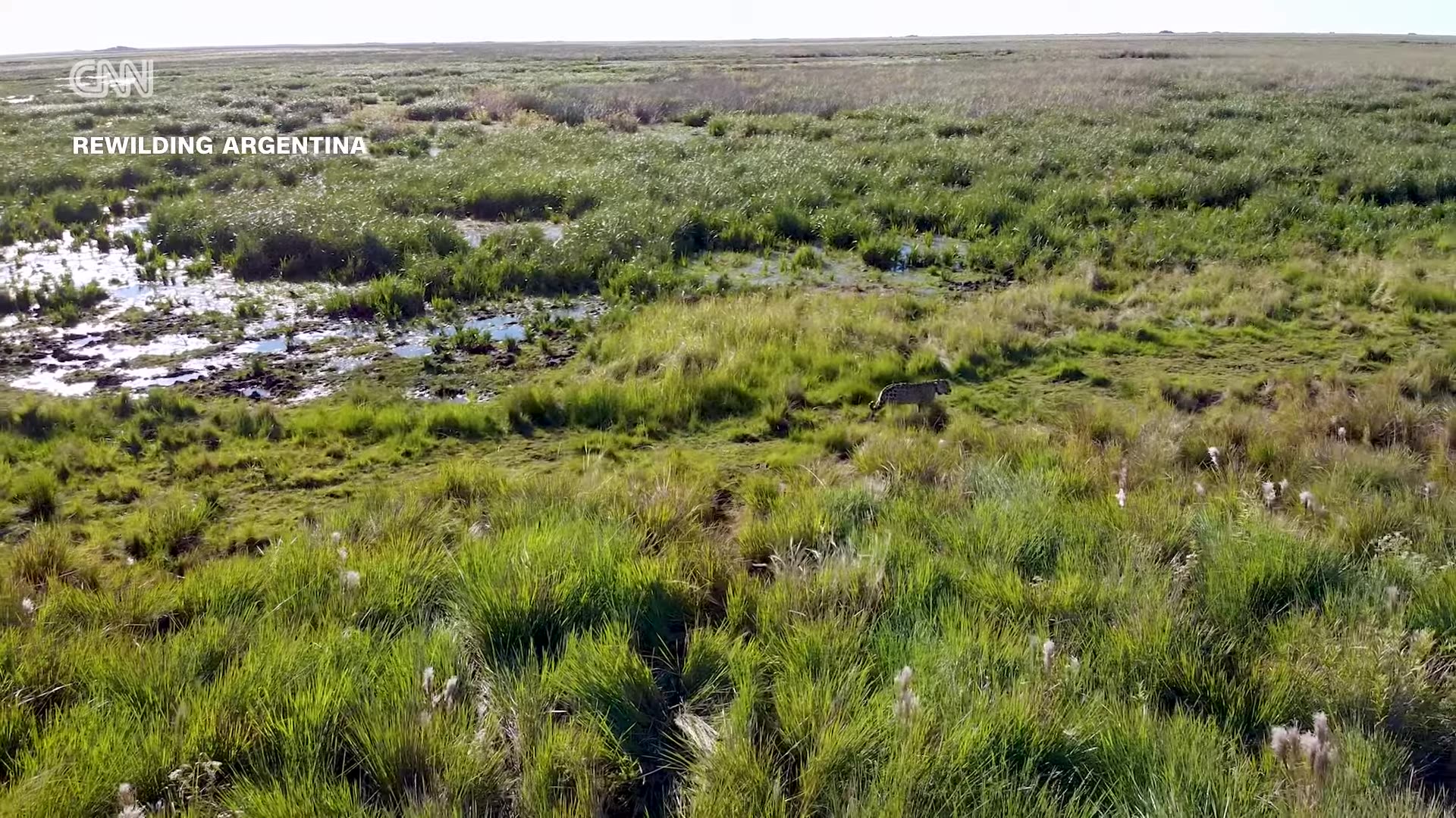 Wild Jaguar Released in Argentina Marks Historic First