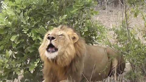 26 Incredible Safari Moments Caught on Camera !! Momentos Safari !!