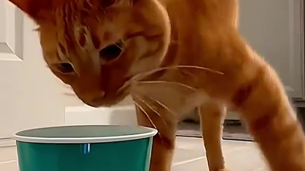 Funny Animals Compilations 09