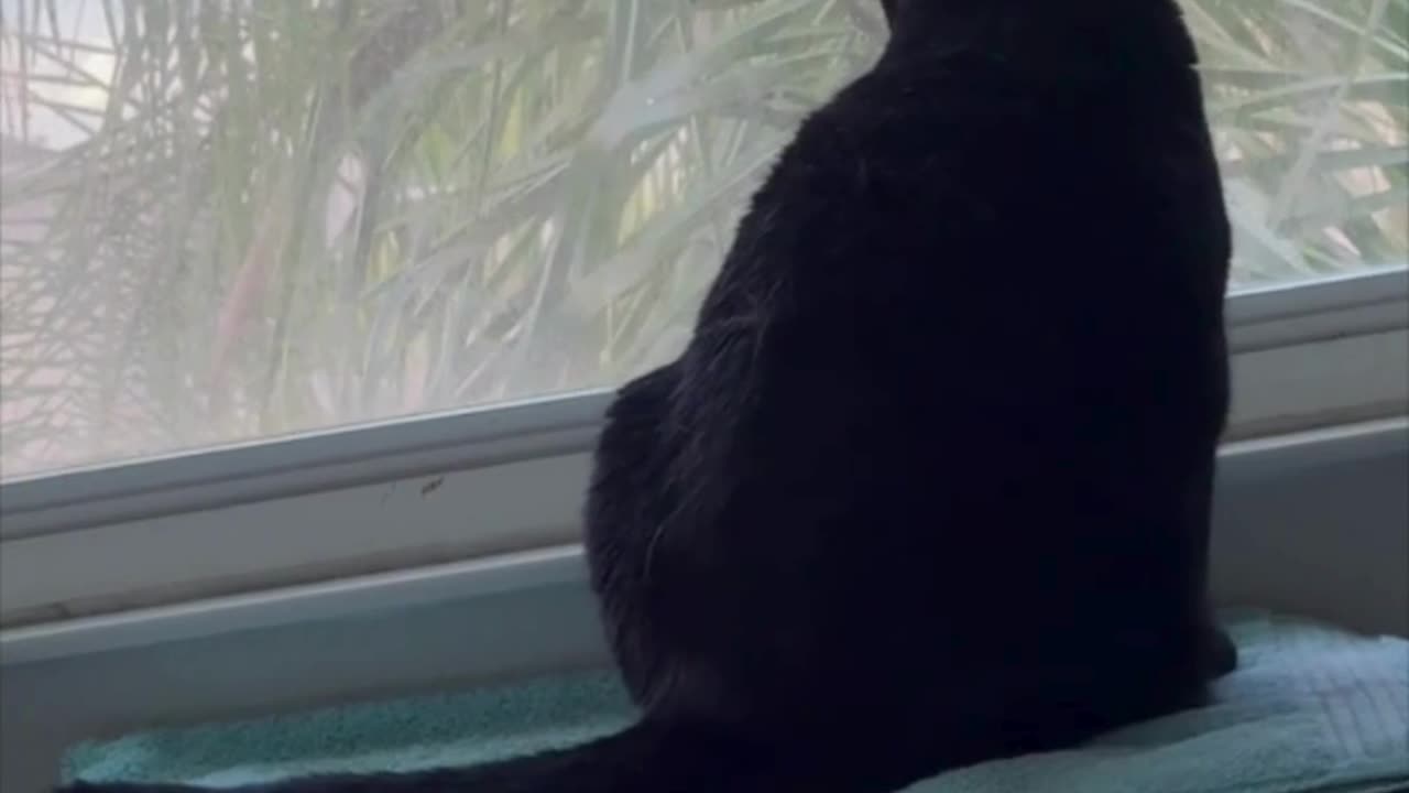 Cute Precious Piper Enjoys Her Time in the Spa - My Adopted Shelter Cat Vlog #shorts