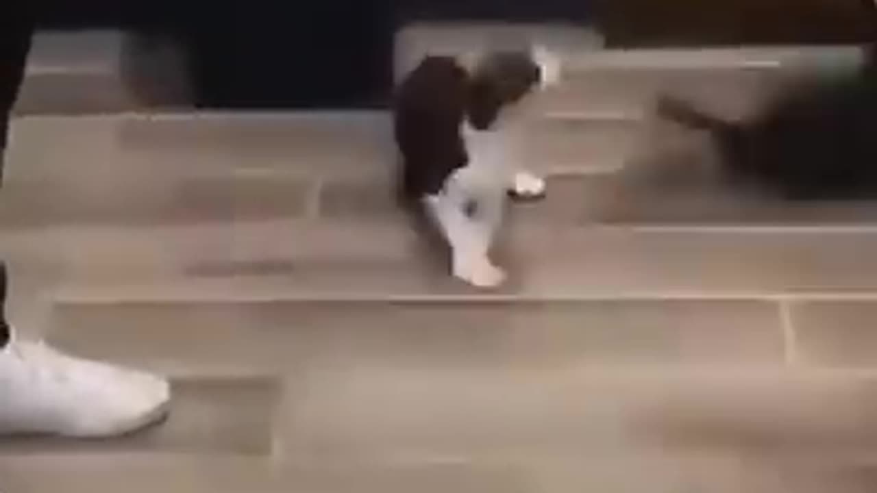 Funny animals part 3