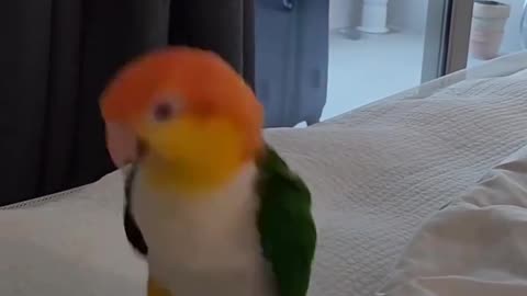 funny tiny parrot style 😂