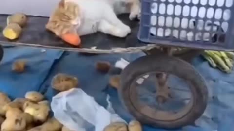 Too Cute to Handle! Funny Pets & Adorable Kittens! 🐾💖