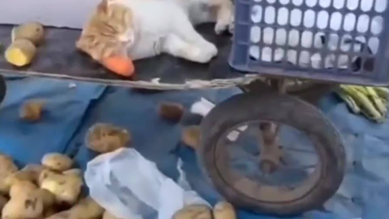 Too Cute to Handle! Funny Pets & Adorable Kittens! 🐾💖