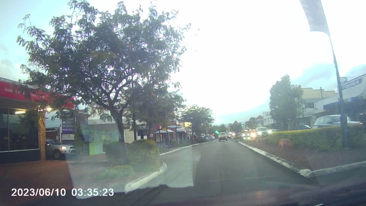 close call with a dog