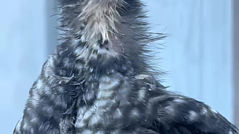 Cow jokes get ready to mooo