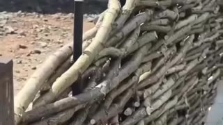 Sweet natural fence