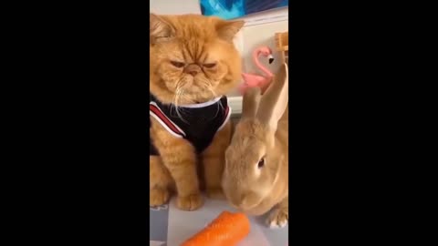 Innocent Pets and Animal