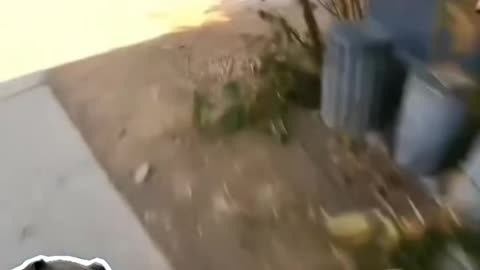 Funny video