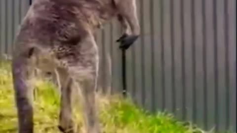 Funny Animal Video !!!!!!!!!!!!!!!!!!!!