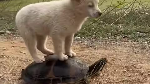 Funny Animals Videos Funny Dog video