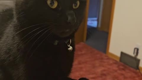 "Paws for Drama: Cat's Sassy Claw Reveal Has Everyone Obsessed"