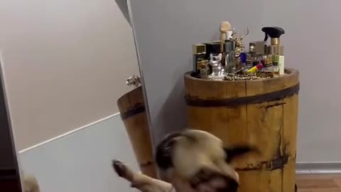 "Dog Dances While Watching Itself in the Mirror – Adorable Moment!"