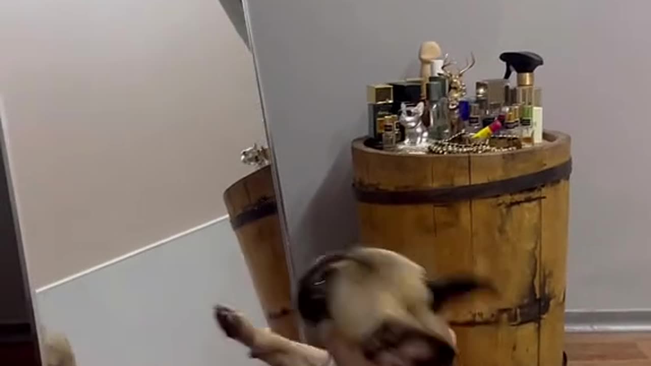 "Dog Dances While Watching Itself in the Mirror – Adorable Moment!"