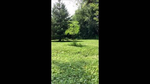 Be Still My Heart Dawn Redwood Tree August 2025