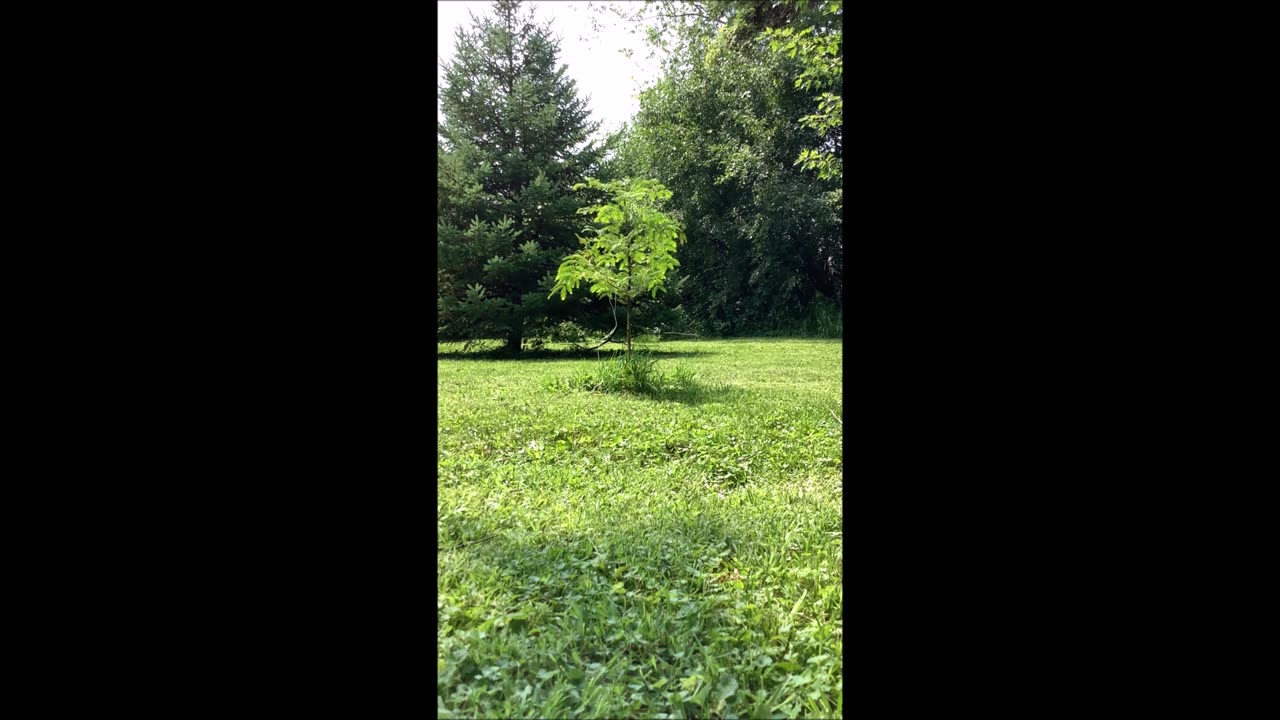Be Still My Heart Dawn Redwood Tree August 2025