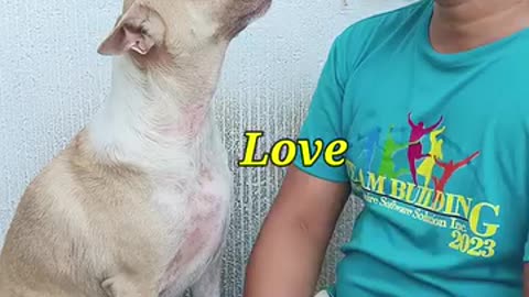 Funny videos of dogs 🐕🤣