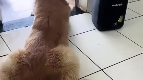 Dogs Dancing to Music – Pure Joy! / Câini care Dansează pe Muzică – Geniali! 💃🎵