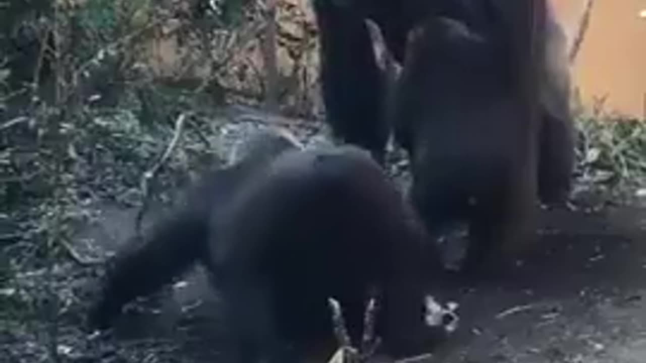 A female gorilla seduces a male. It feels like we've seen it before.