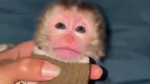 Monkey baby 🍼