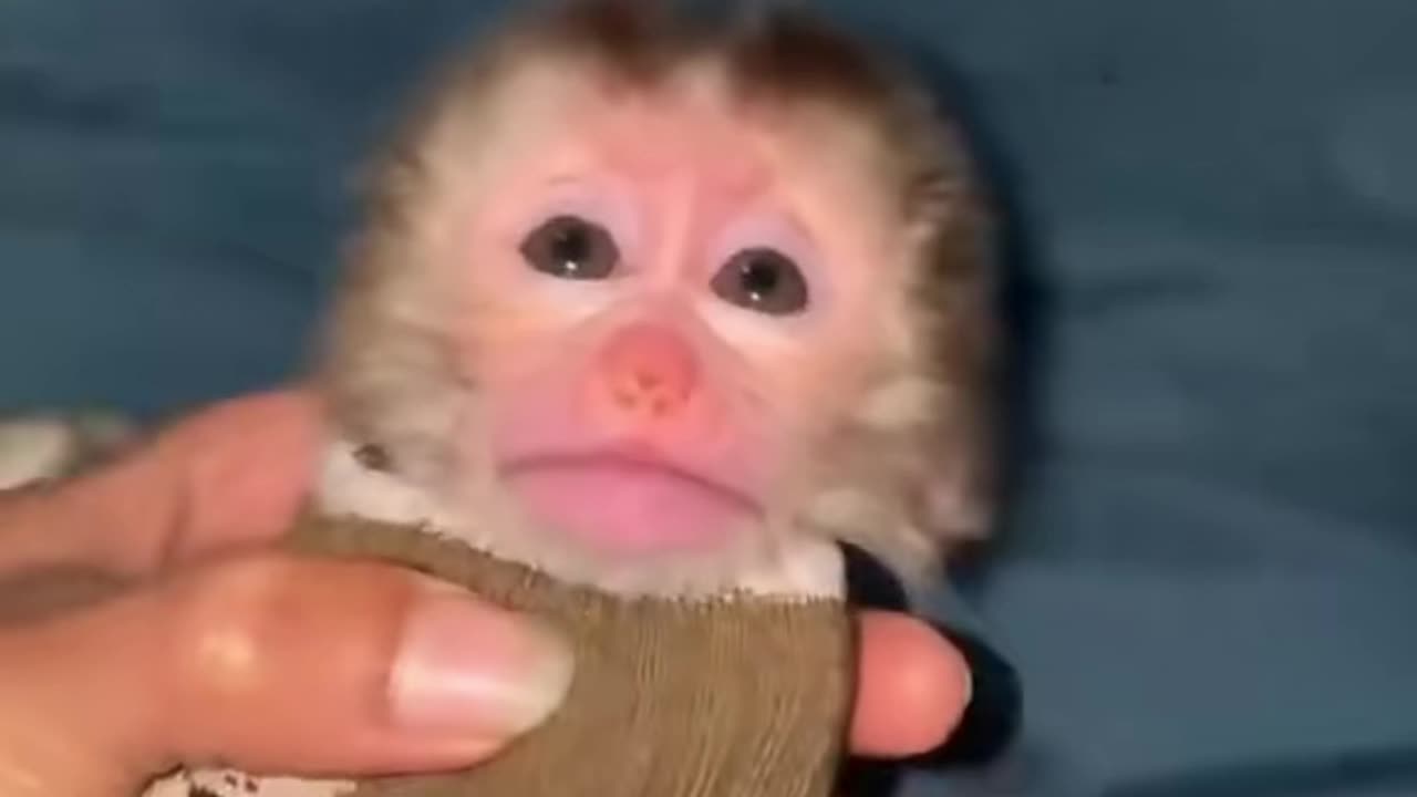 Monkey baby 🍼