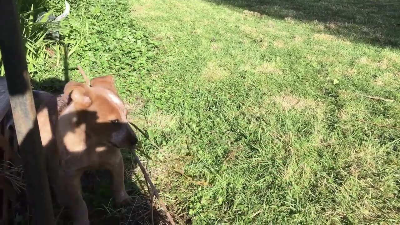 pups day 2