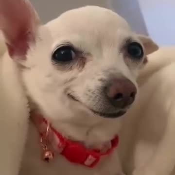 "Brain: 'Go to sleep.' Me at 3 AM: 'Let’s overthink everything!'"