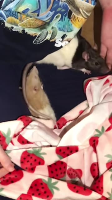 Heartwarming Fancy Rats Cuddles While Wednesday Can’t Sit Still