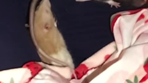 Heartwarming Fancy Rats Cuddles While Wednesday Can’t Sit Still