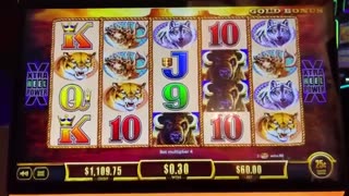 Largest Buffalo High Limit Jackpot Ever Recorded!