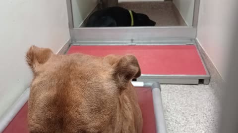 Cheyenne-brindle 3y A852181 Titan-black 1y A872699 kennel 145 PACC shelter_2025924515