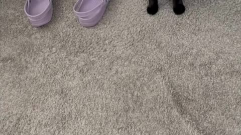 Cute Precious Piper Guards Multiple Items - Adopting a Cat from a Shelter Vlog #shorts