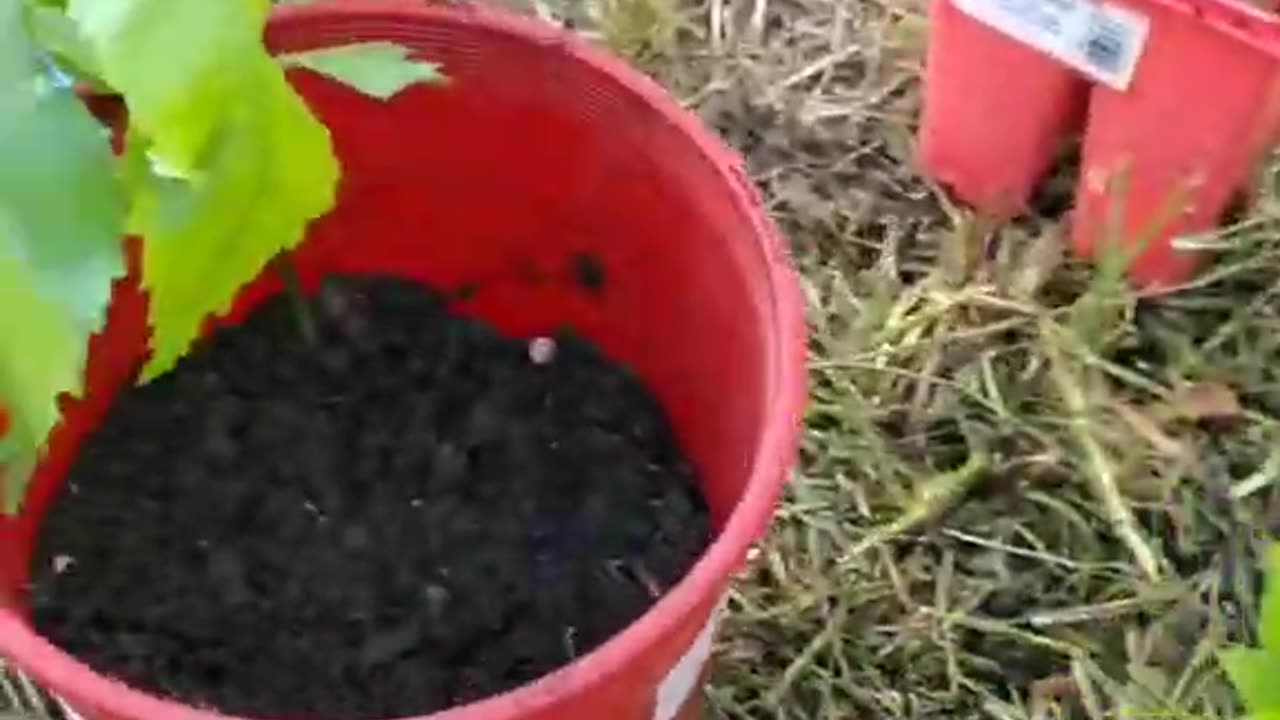 I'll Plant the Weeds Than