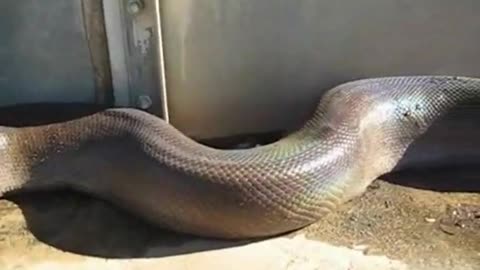 That's a big snake
