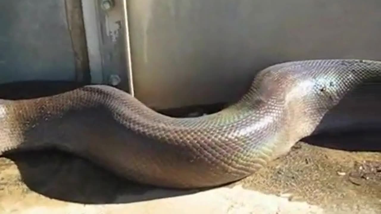 That's a big snake