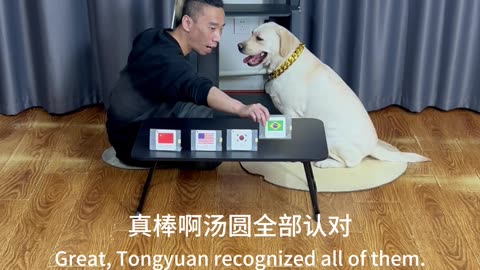 狗狗认识国旗吗？ Does the dog know the national flag?