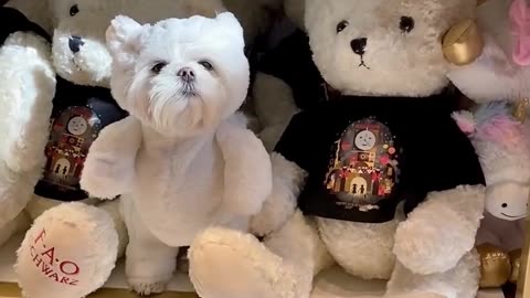 find the differences maltese dog vs teddy bears! 😂