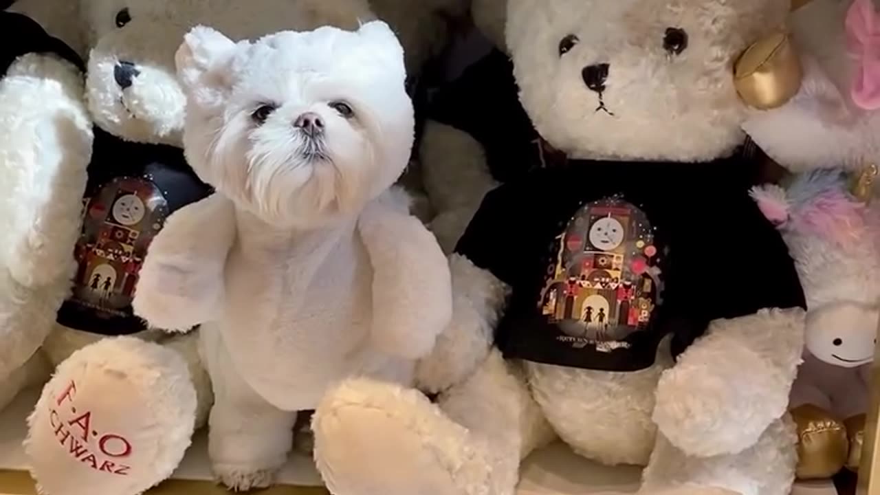 find the differences maltese dog vs teddy bears! 😂