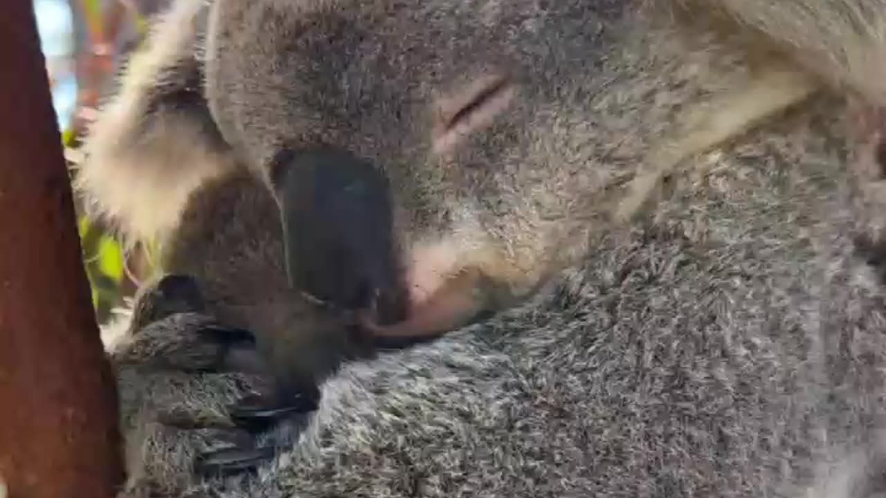 Koala
