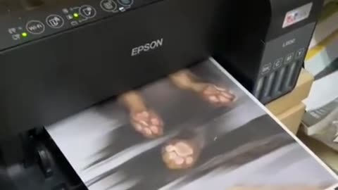 Cat and Epson copier