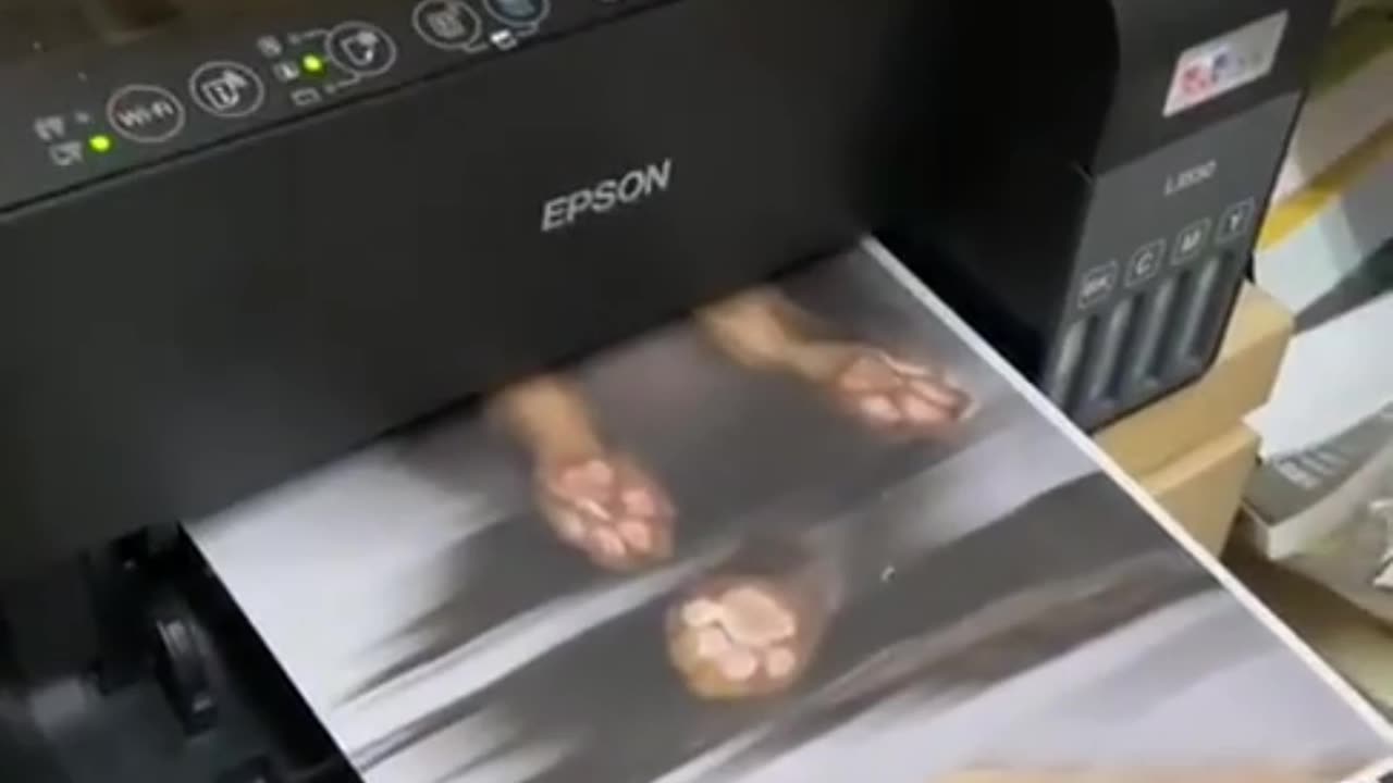 Cat and Epson copier