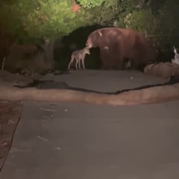 UNLIKELY FRIENDS A bear and a coyote